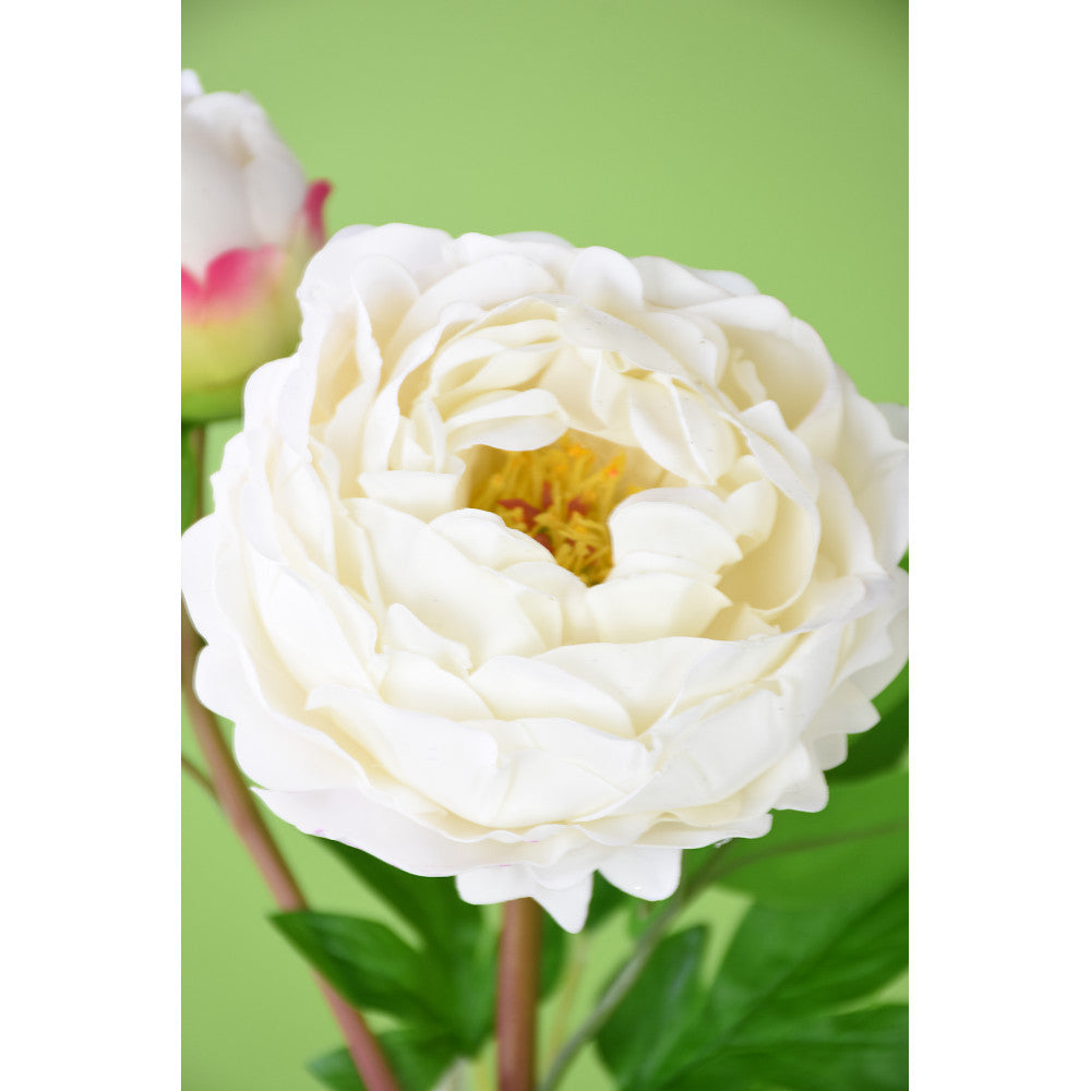Peonia Blanca 26"