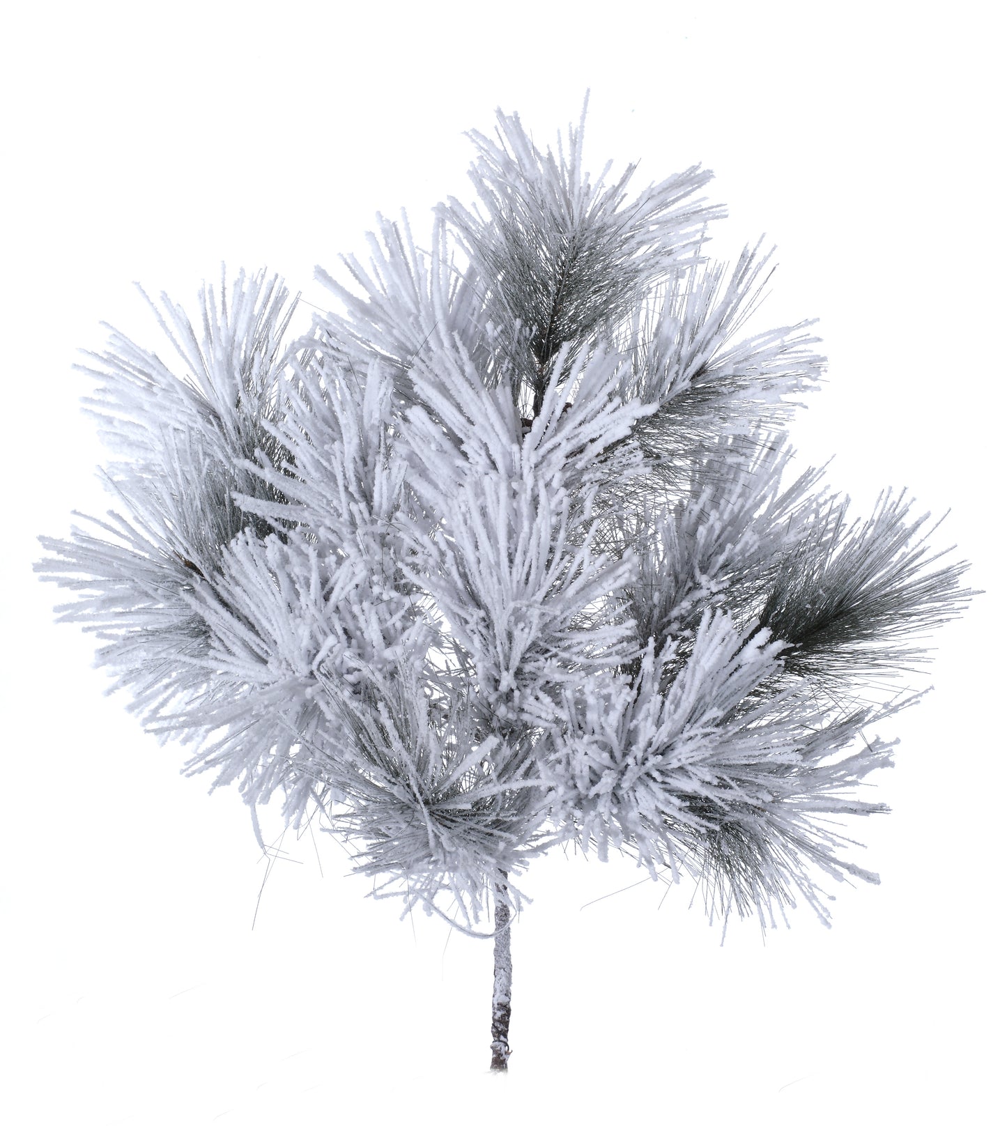 Rama Pino Aguja Nevada