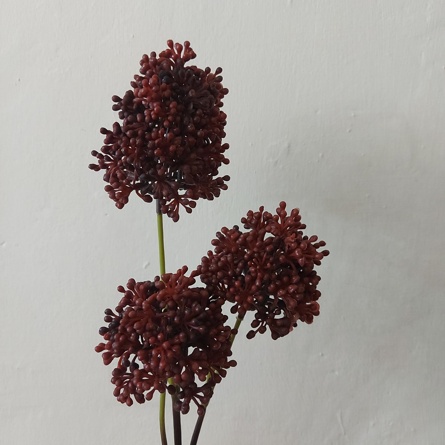 Sedum Oscura