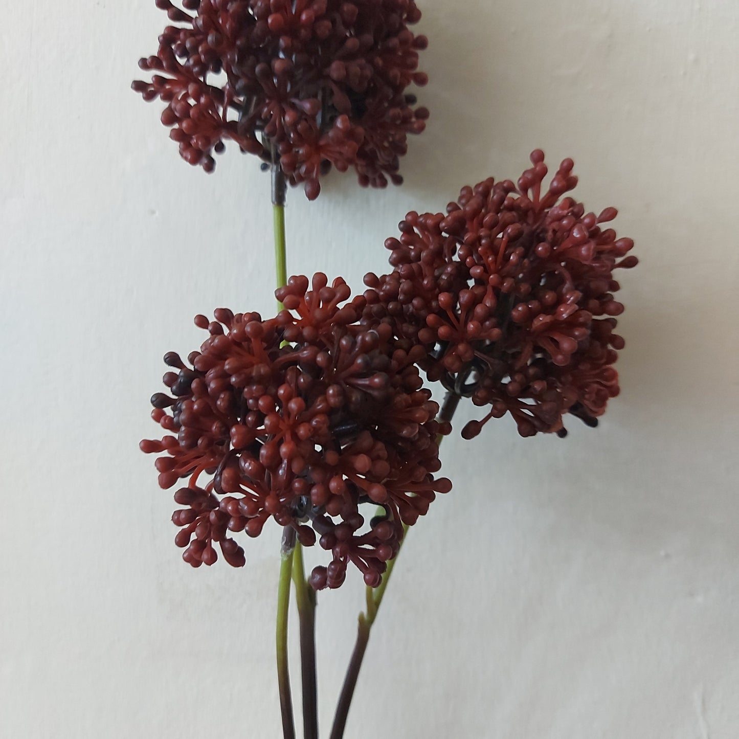 Sedum Oscura