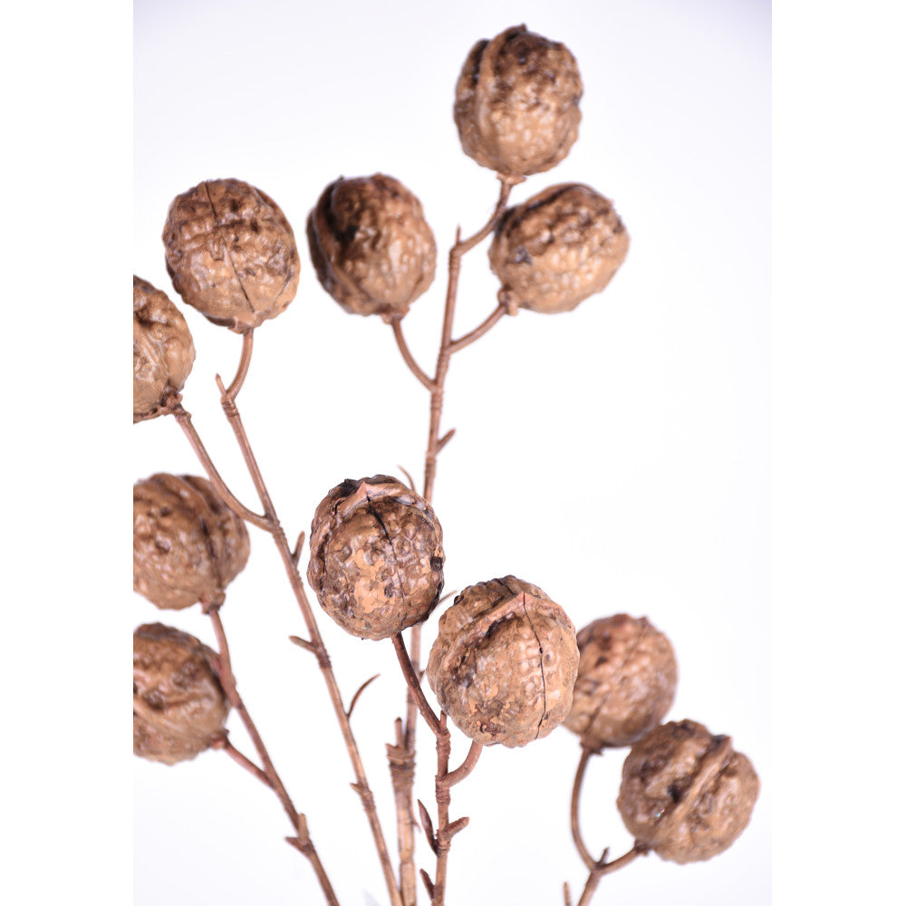 Avellanas en Vara 25"