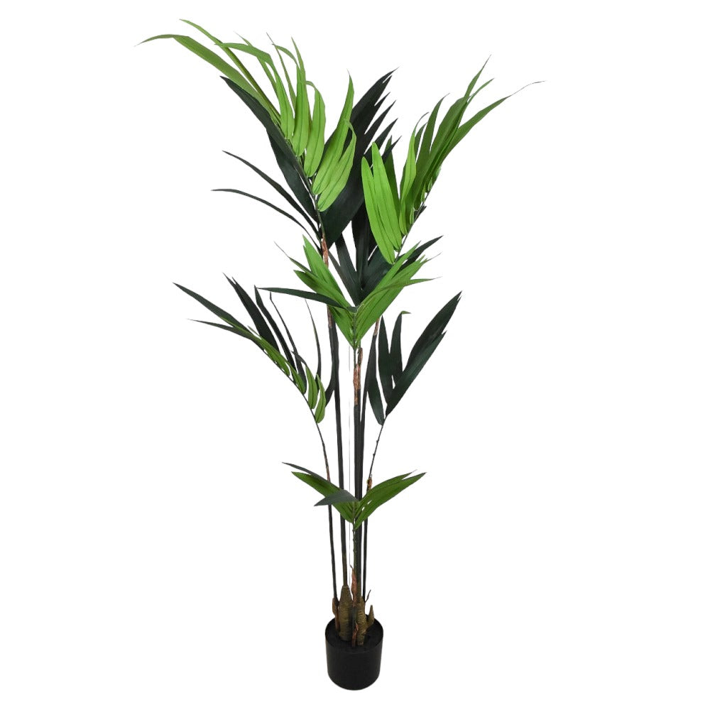 Kentia Maceta 5'