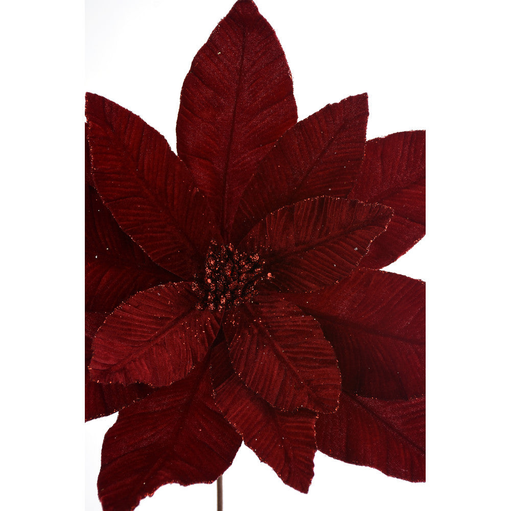 Nochebuena Rojo Quemado