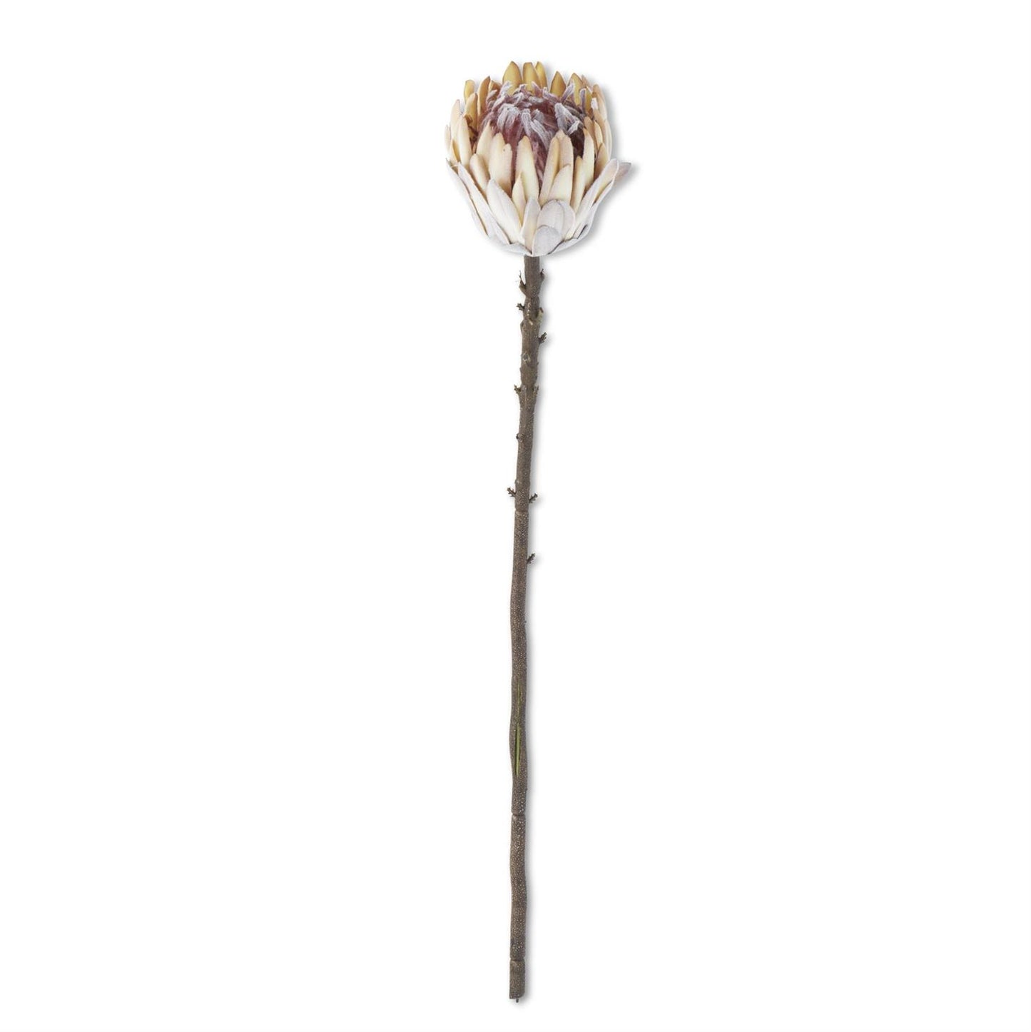 Protea Crema 26"