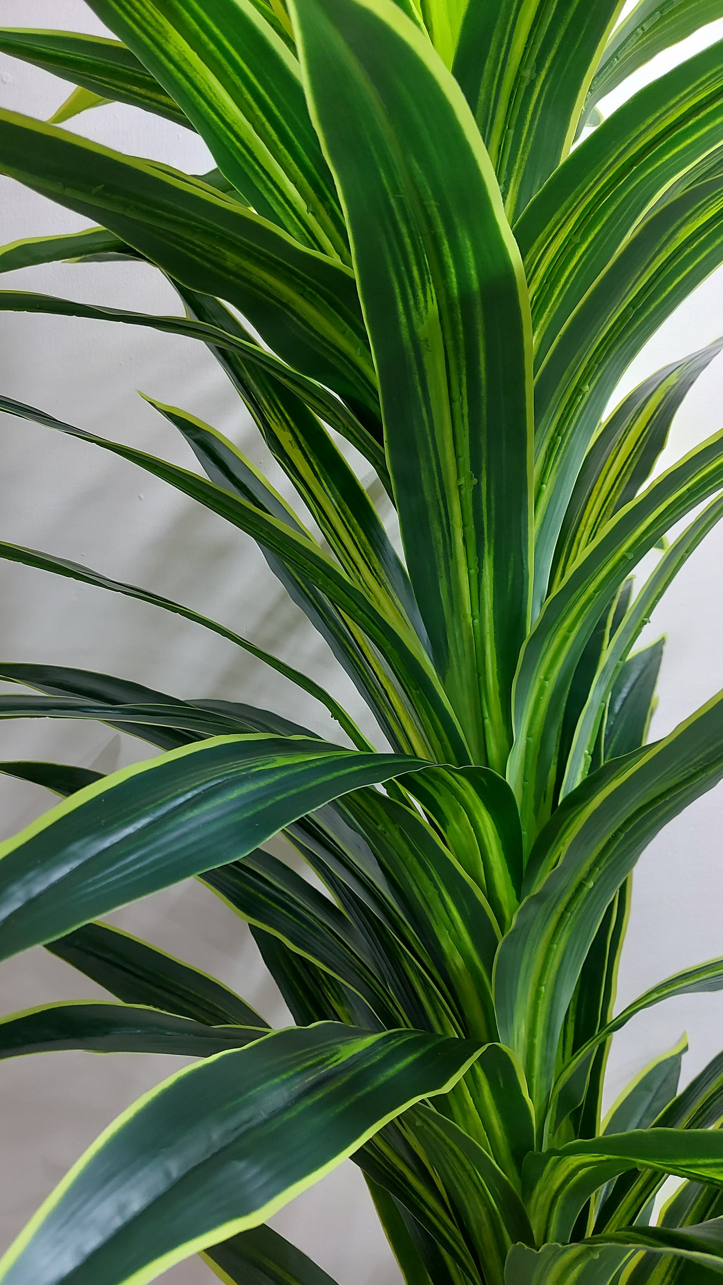 Dracaena X3 180 cm