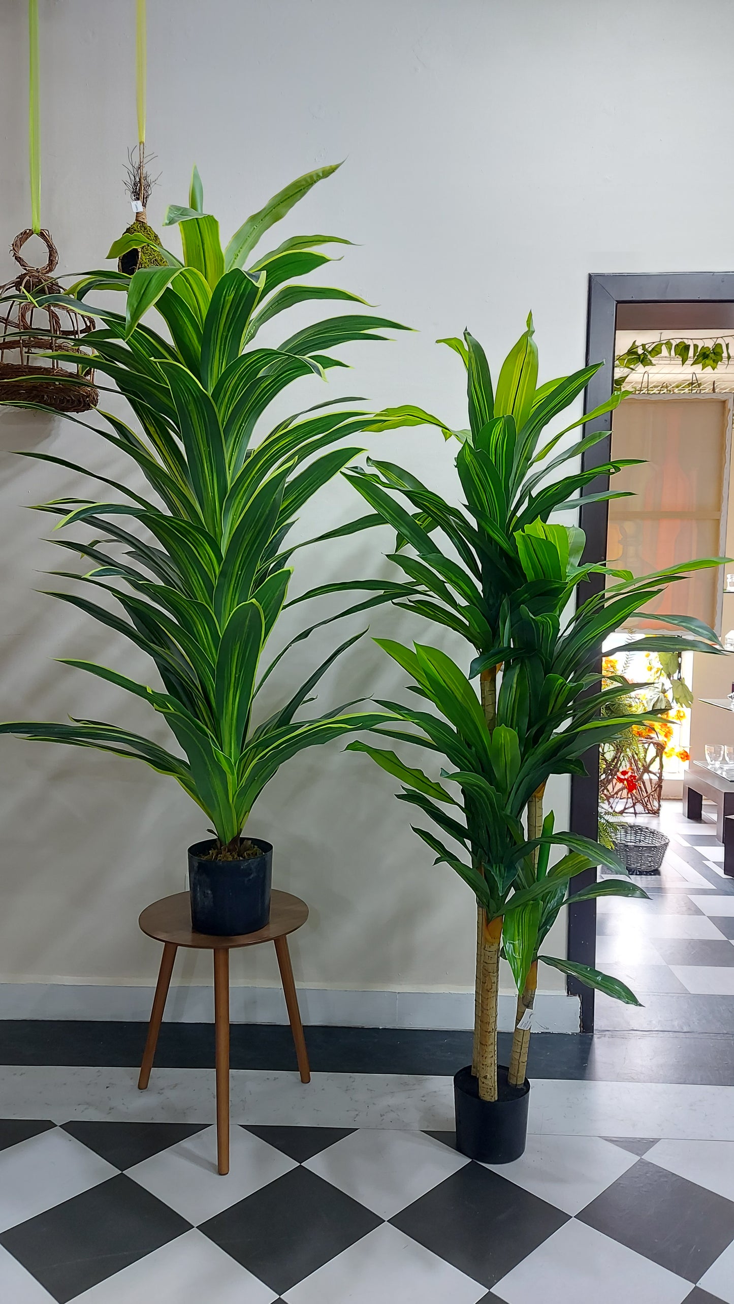 Dracaena X3 180 cm