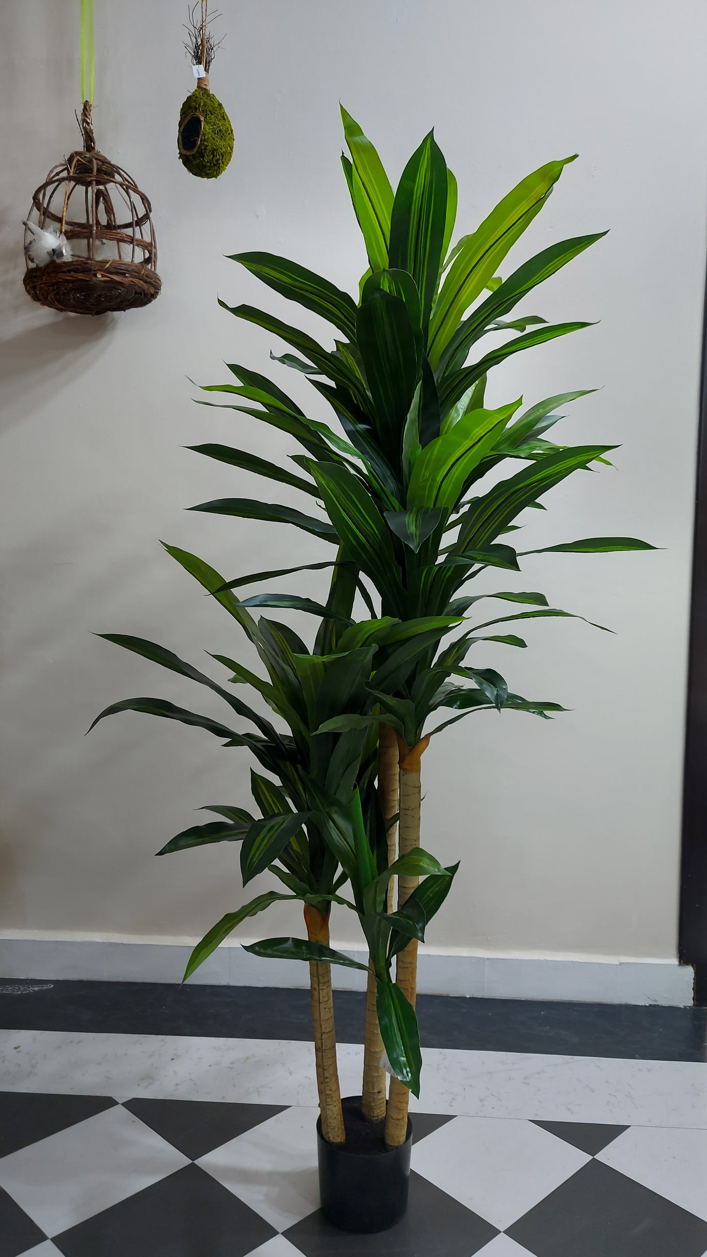Dracaena X3 180 cm