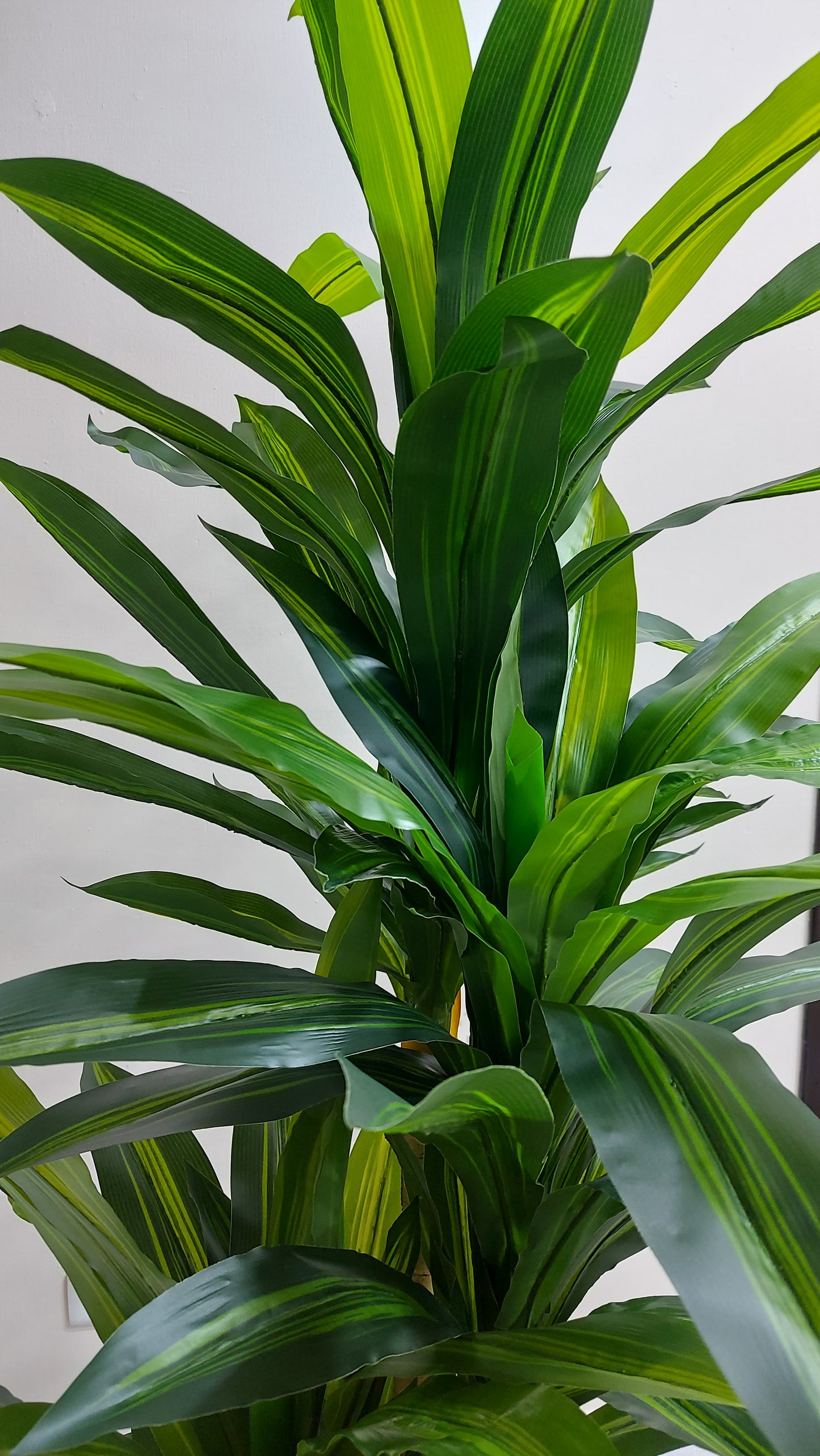 Dracaena X3 180 cm