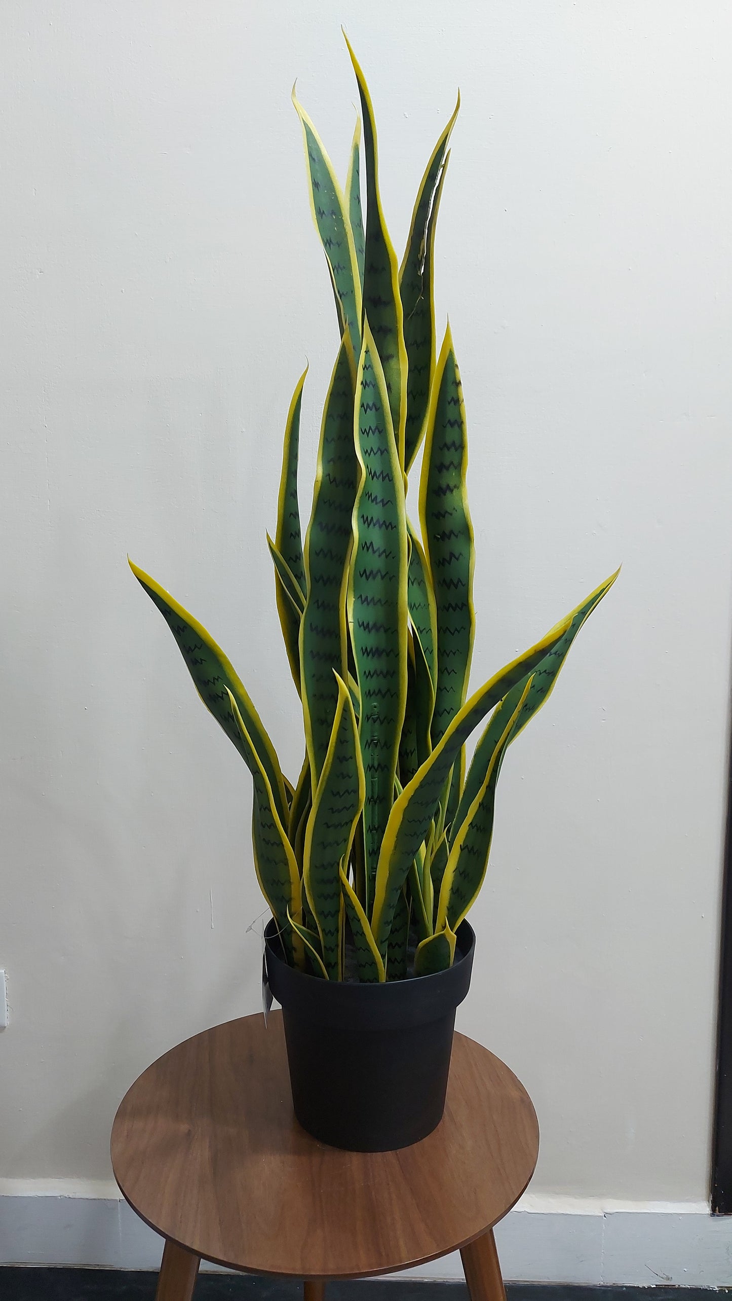 Sansevieria 90 cm