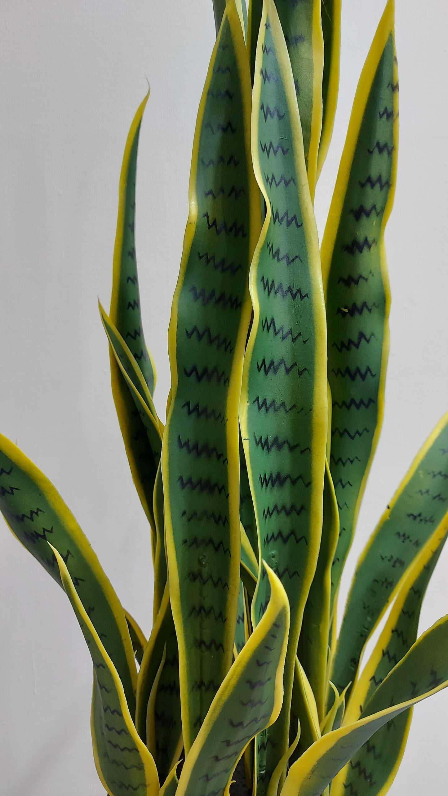 Sansevieria 90 cm