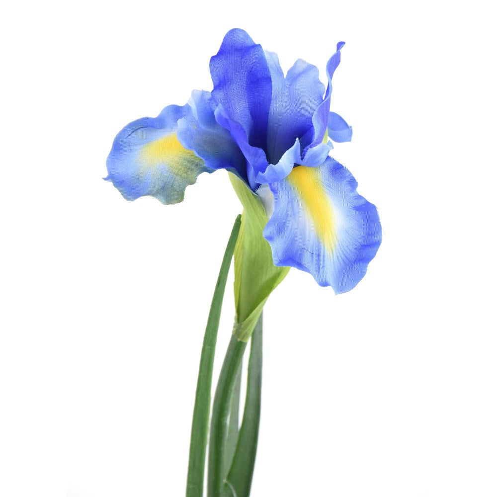 Iris Azul