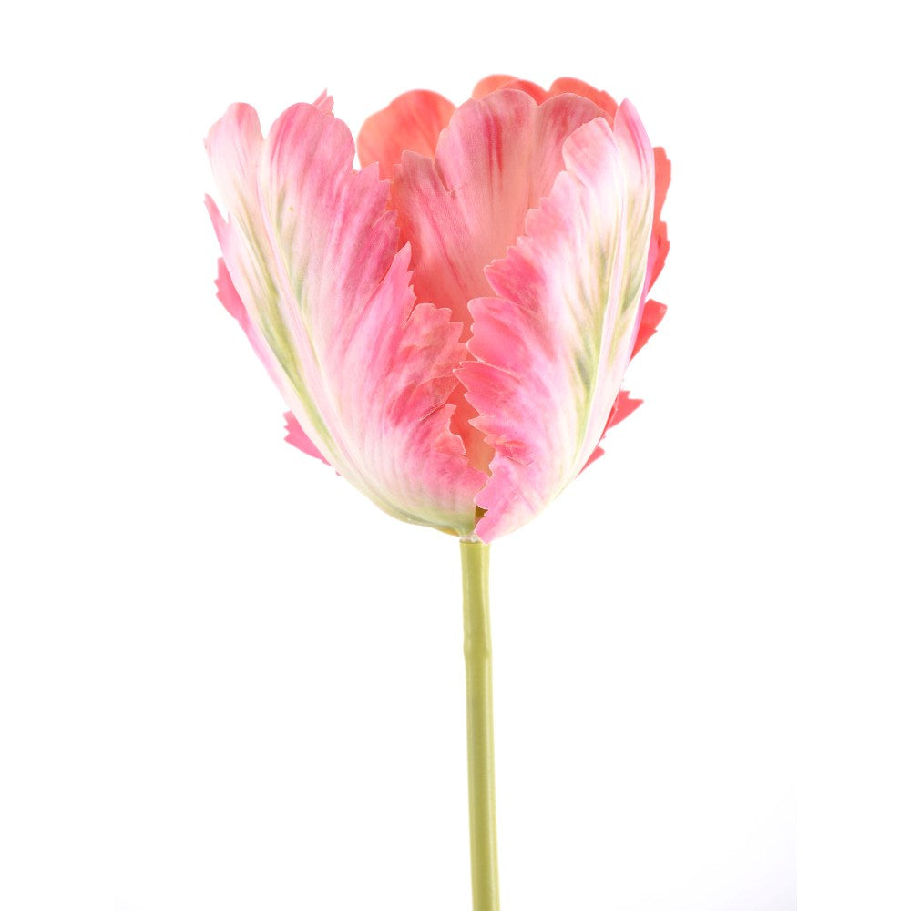 Tulipan Rosa