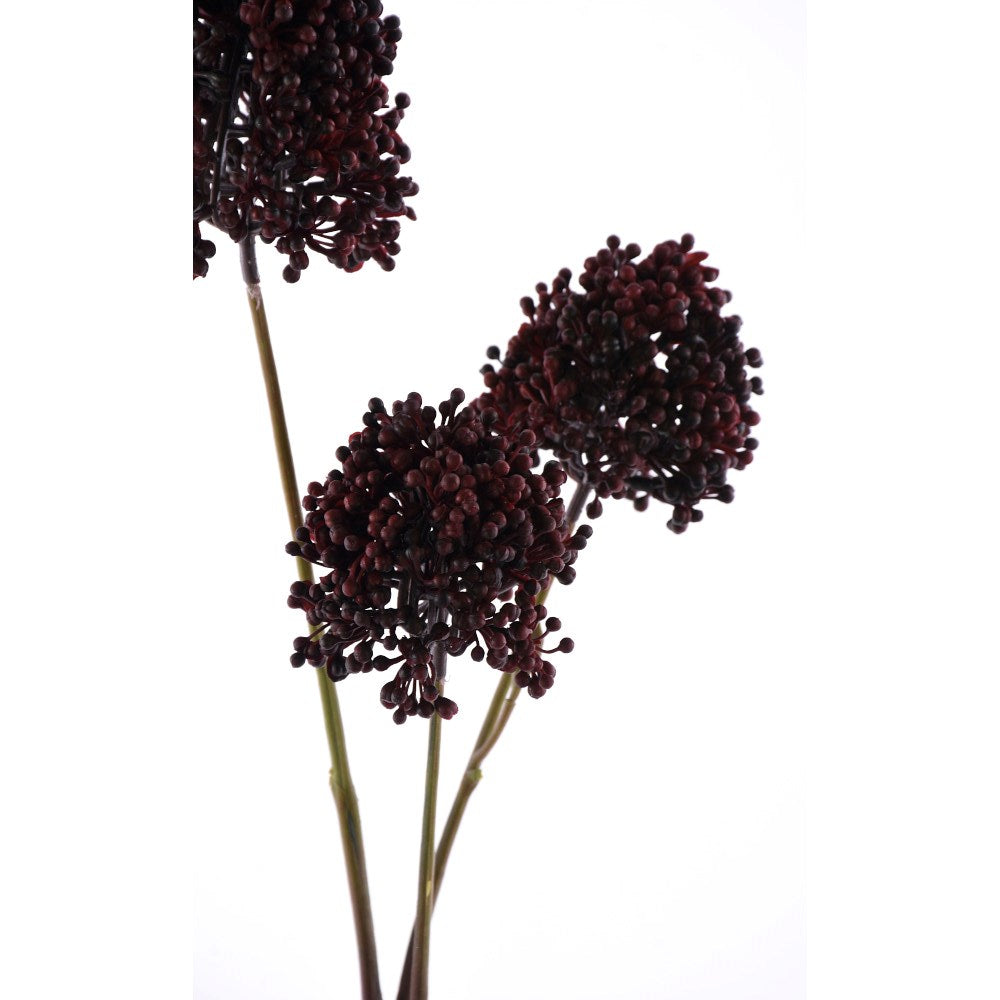 Sedum Oscura