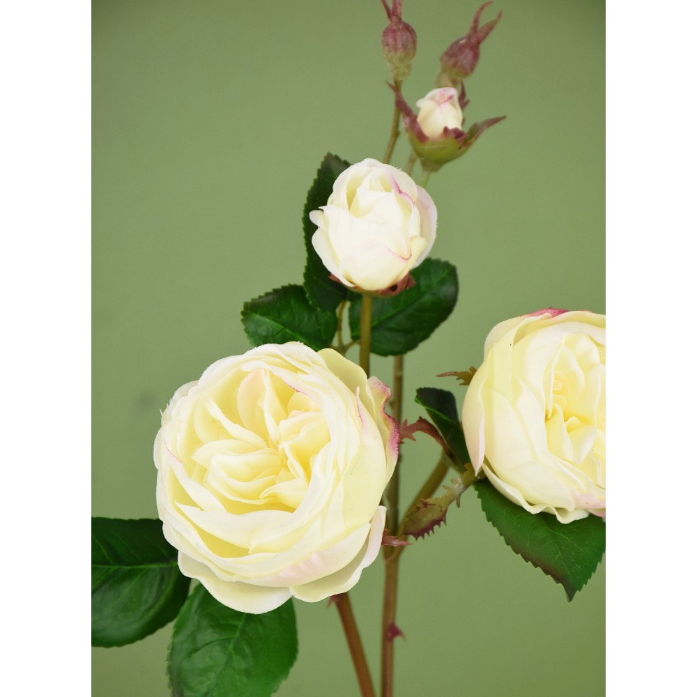 Repollo Rosa Real Touch