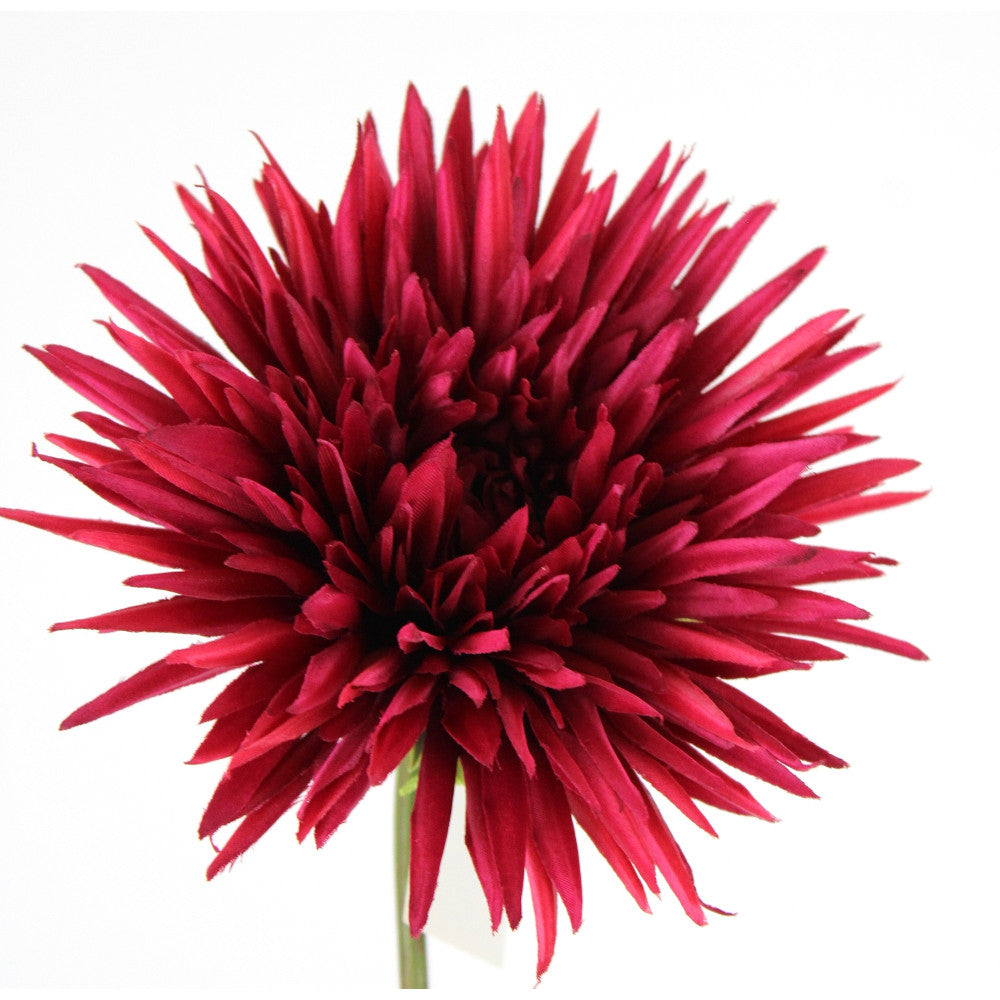 Margarita Shasta Roja