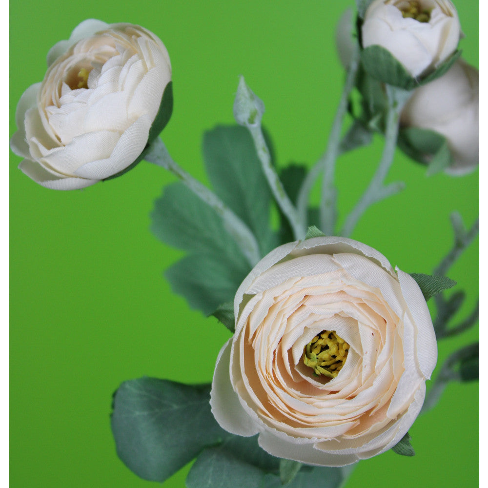 Ranunculus Durazno 19"