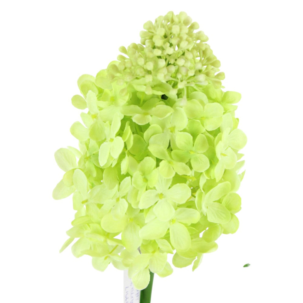Hortensia Cono Verde