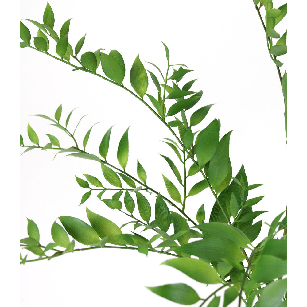 Zarza Morisca Arbusto