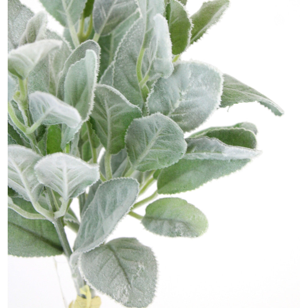 Oreja de Cordero 14"