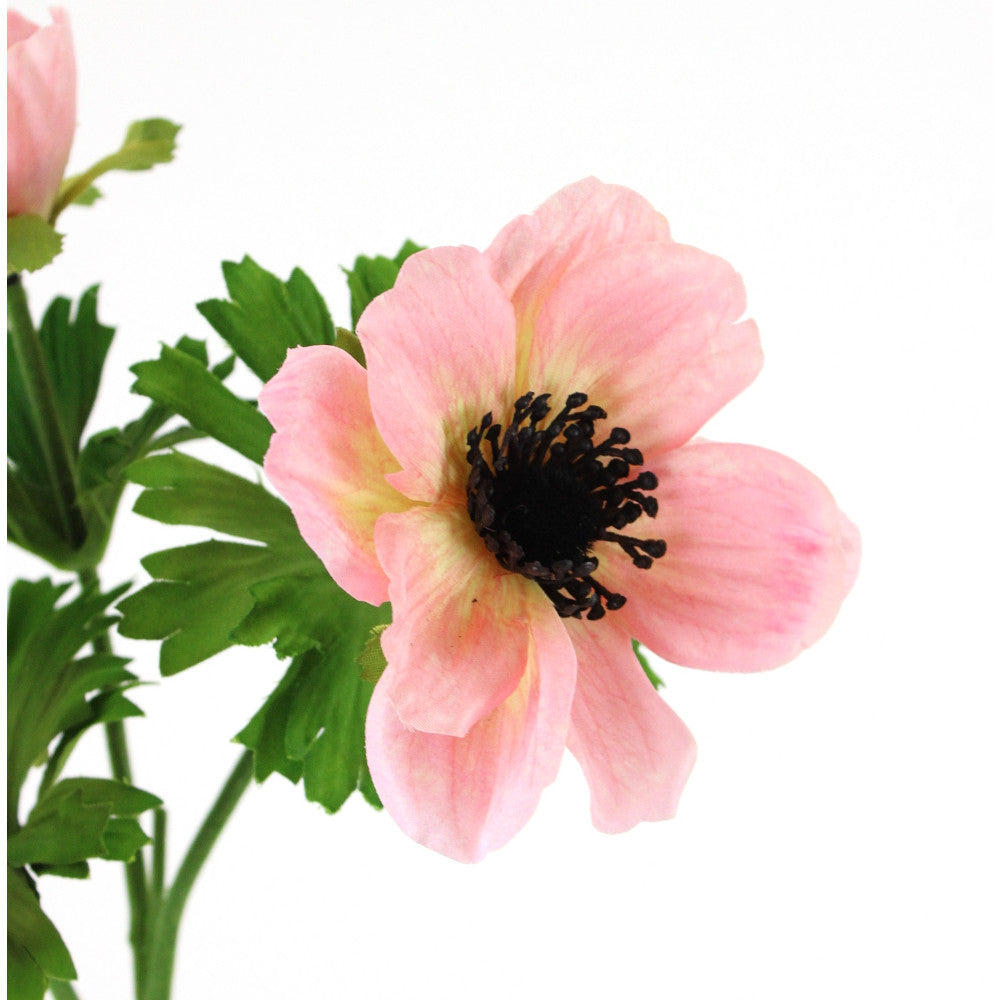 Anemona Rosa 22"