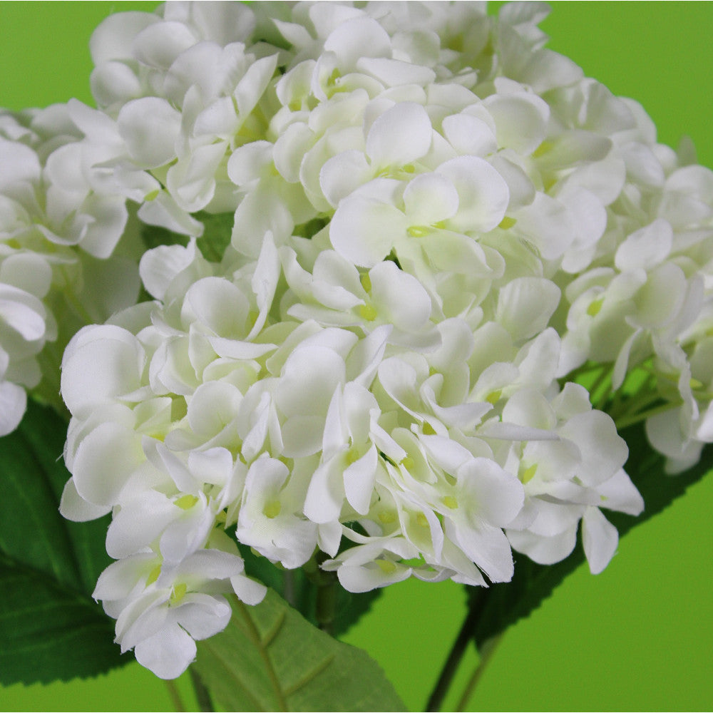 Hortensias Blanco X6