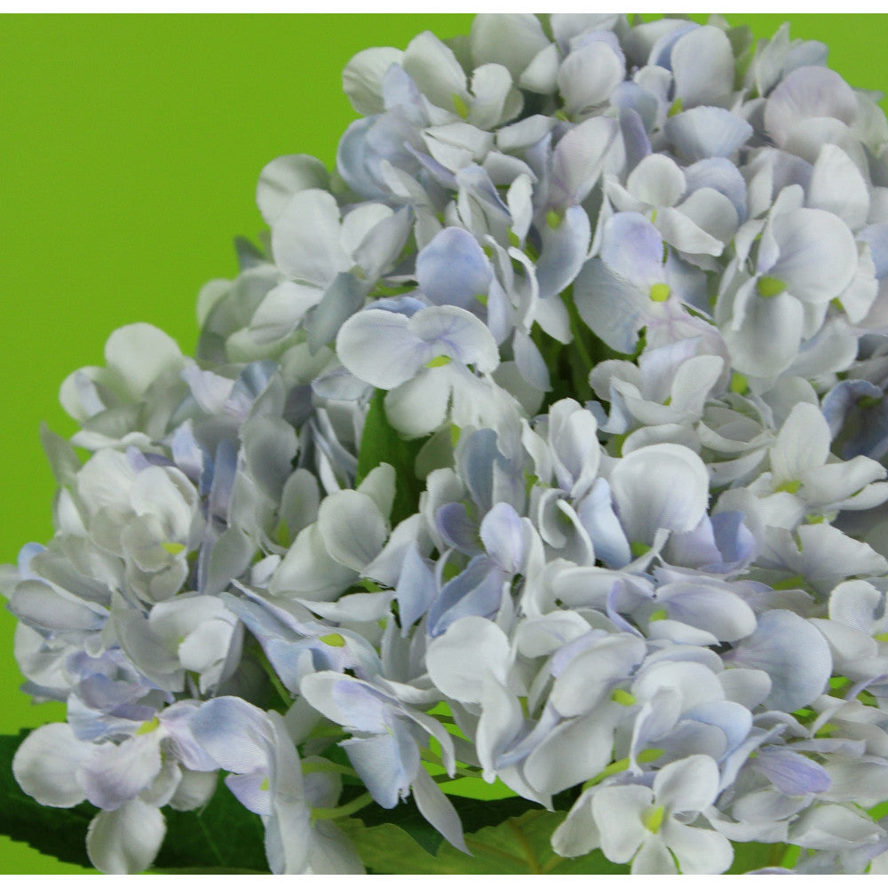 Hortensias Azul X6