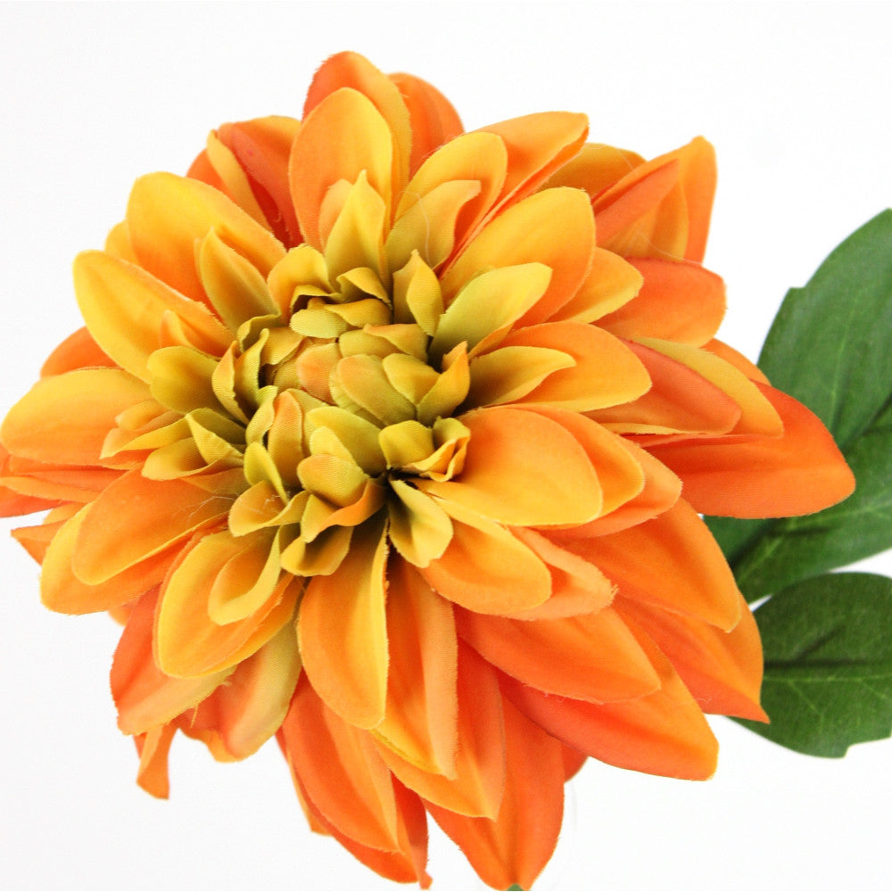 Dhalia Coral