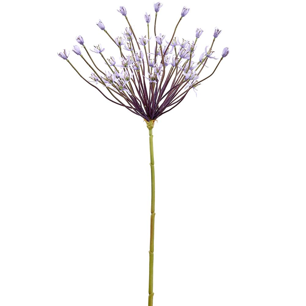 Allium Morado 42"