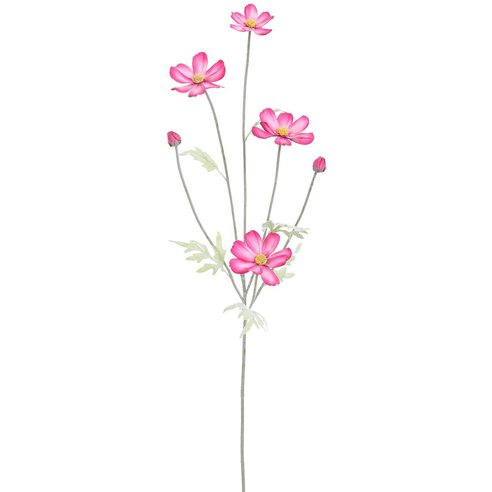 Cosmos Rosa