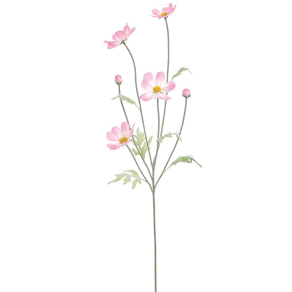 Cosmos Rosa Claro