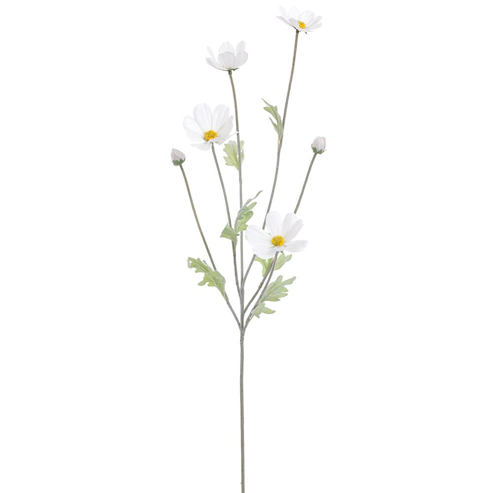 Cosmos Blanco