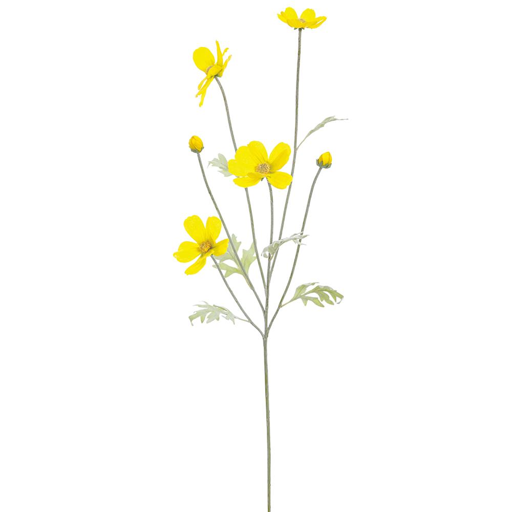 Cosmos Amarillo