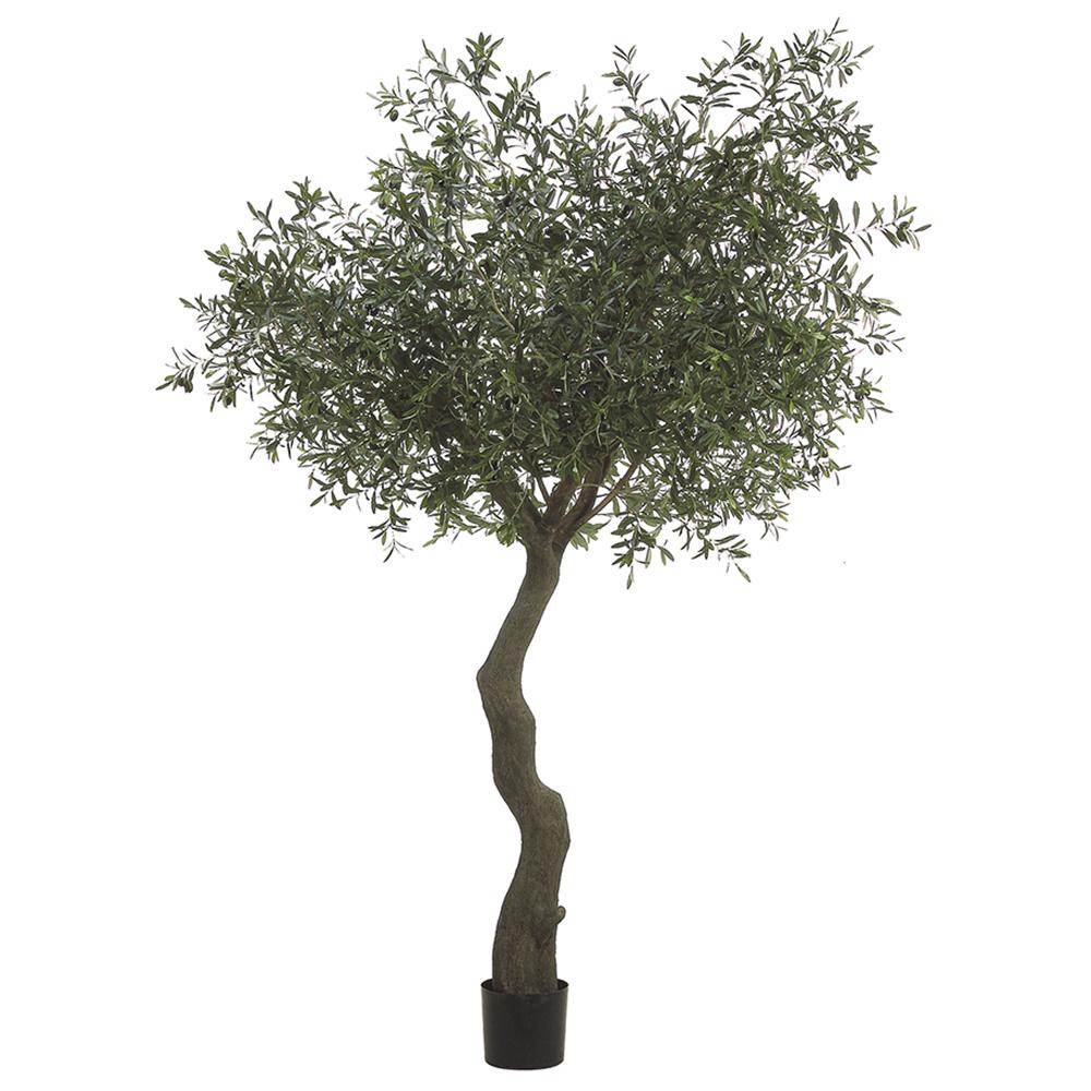Árbol Olivo 7'