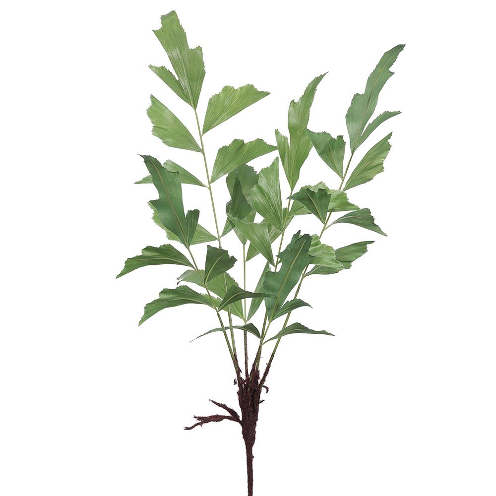 Helecho cola de pescado 29"