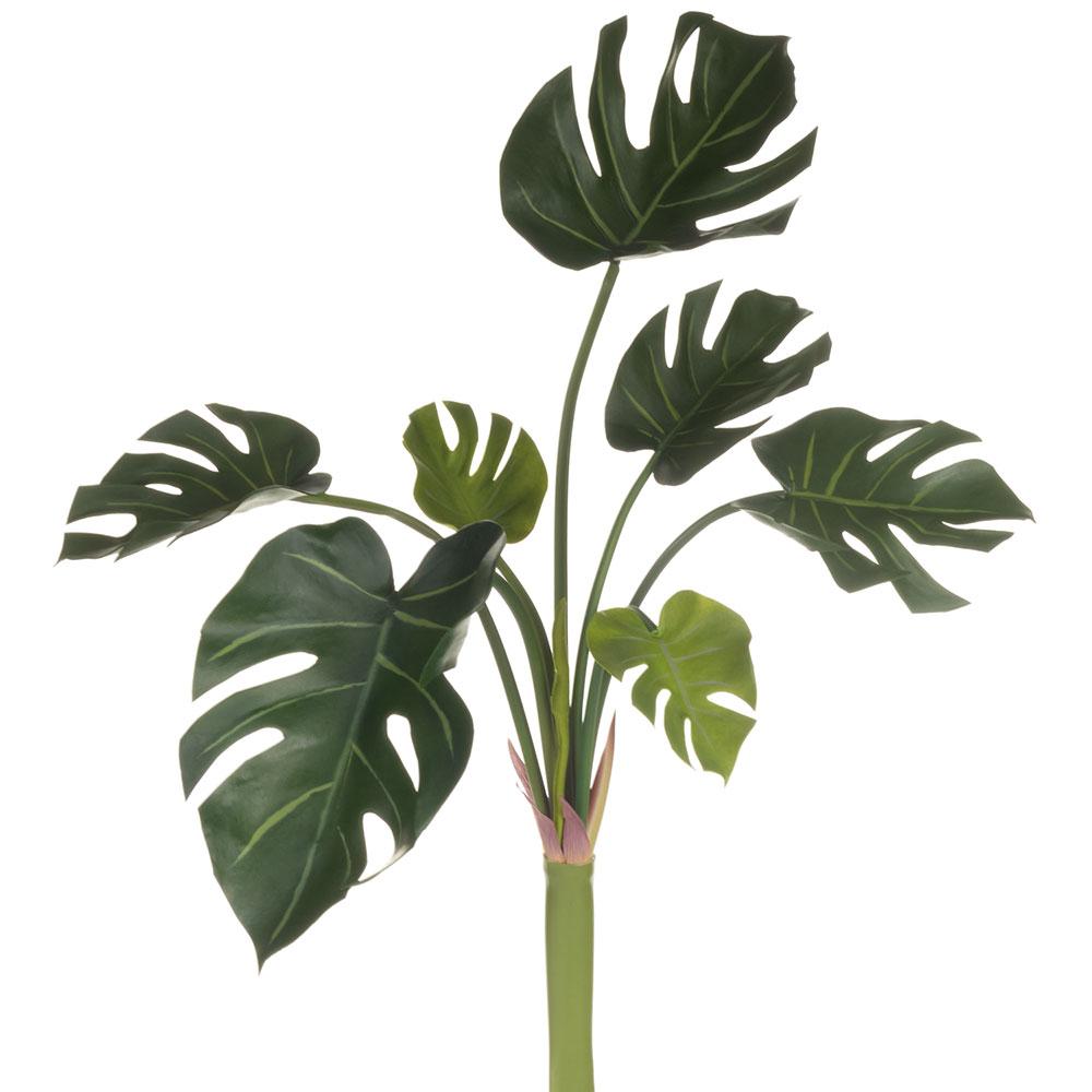 Monstera X8