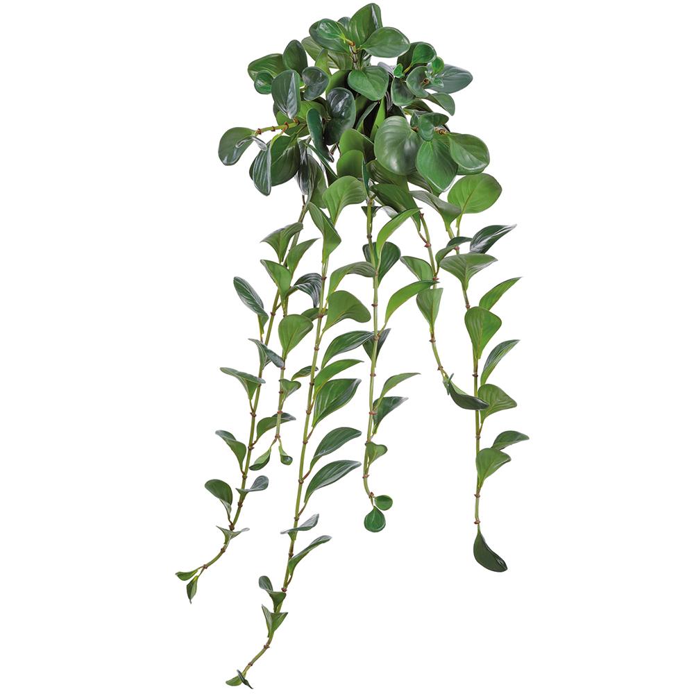 Peperomia 34"