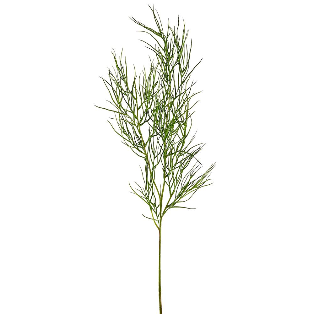 Rama Roble Autraliano 47"