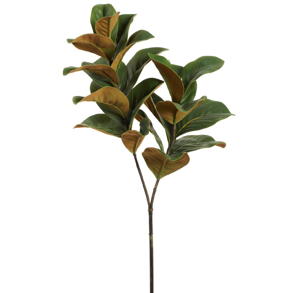 Rama Hojas Magnolia