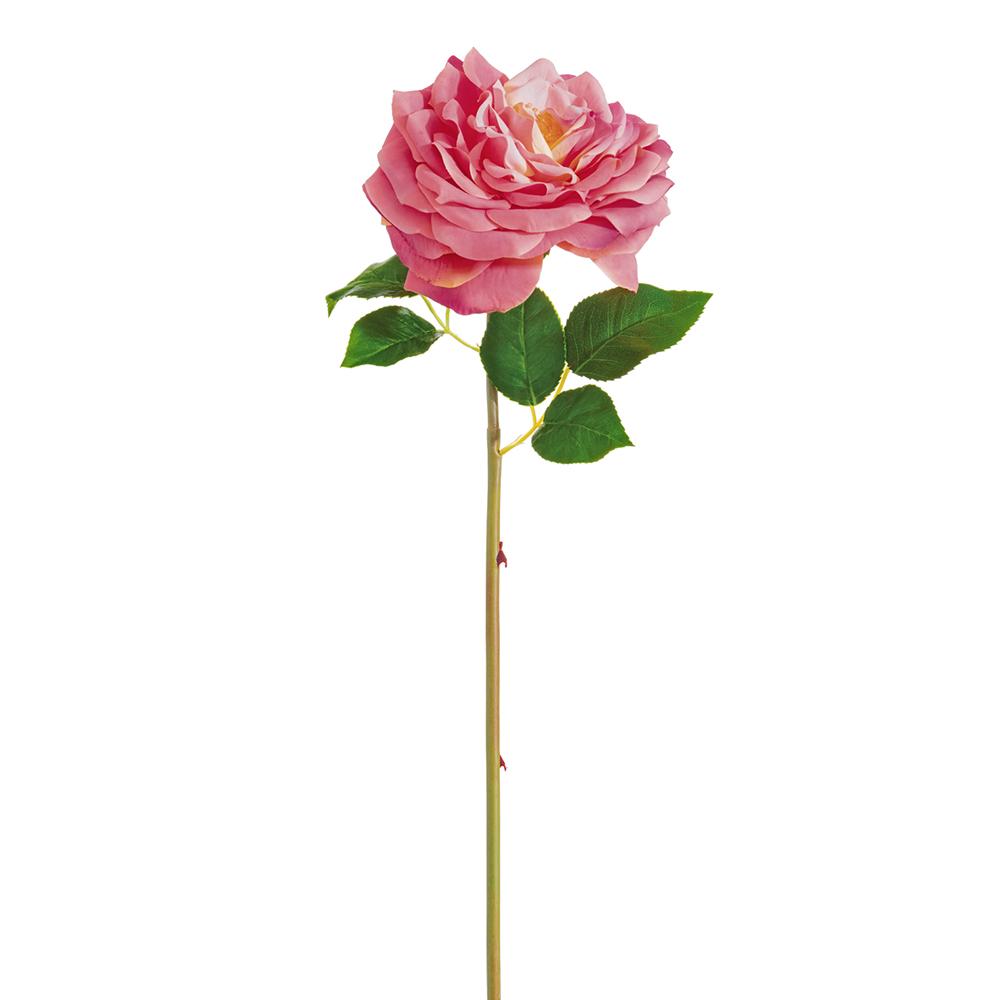 Rosa de Col Fucsia 20"