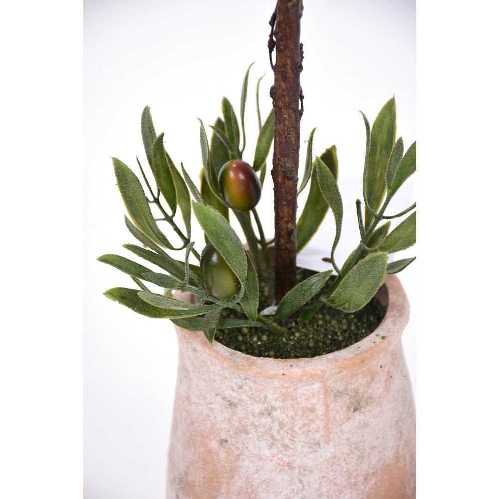 Olivo en Maceta