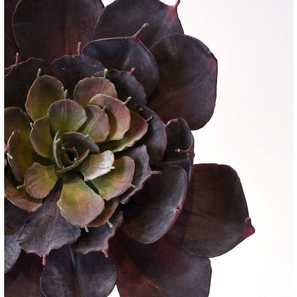 Suculenta Rossette