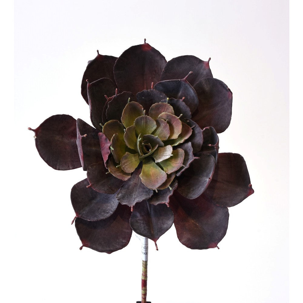 Suculenta Rossette