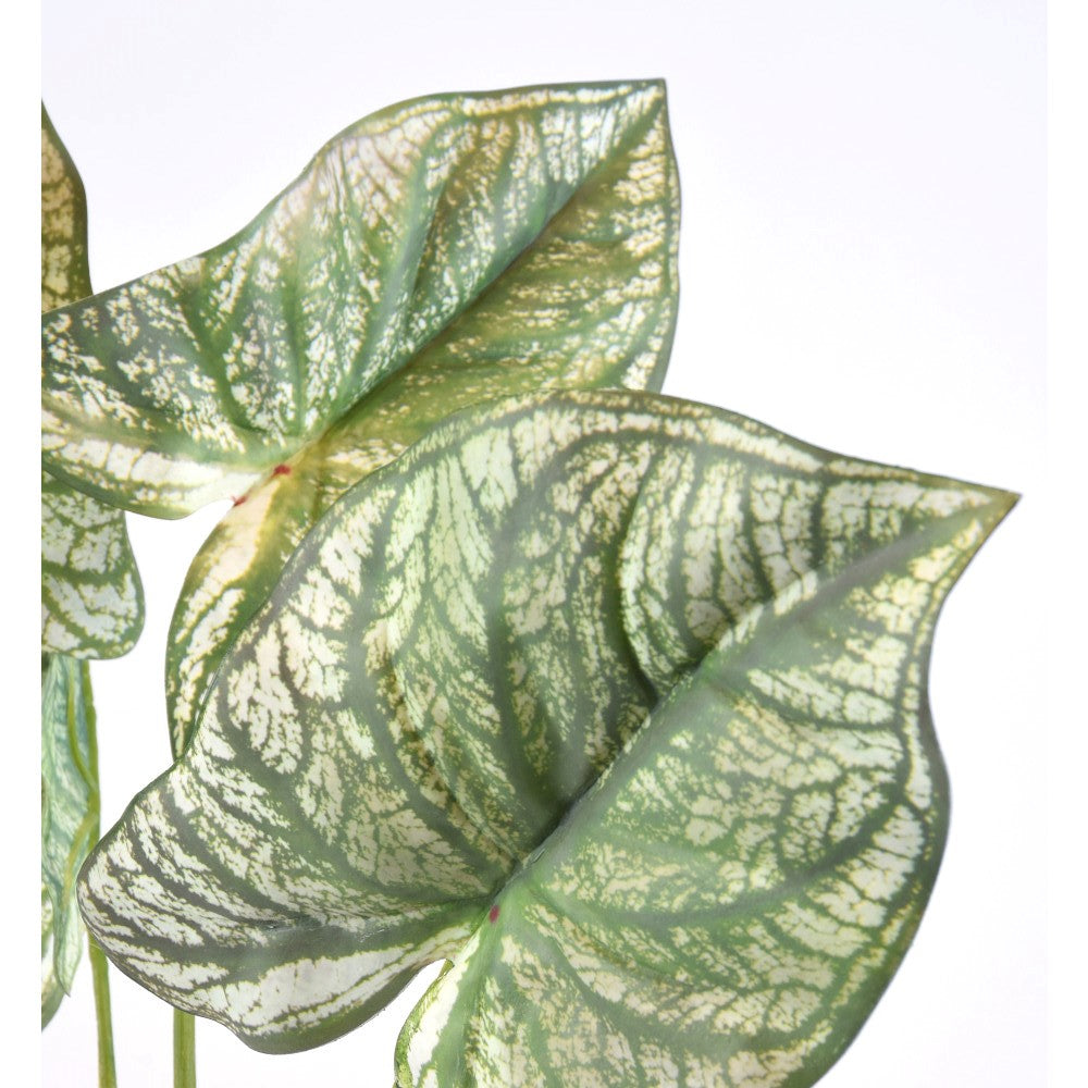 Caladium 20"