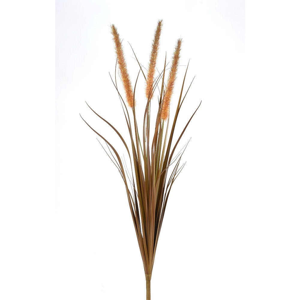 Arbusto de Hierba Café