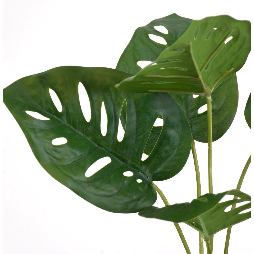 Monstera 19"