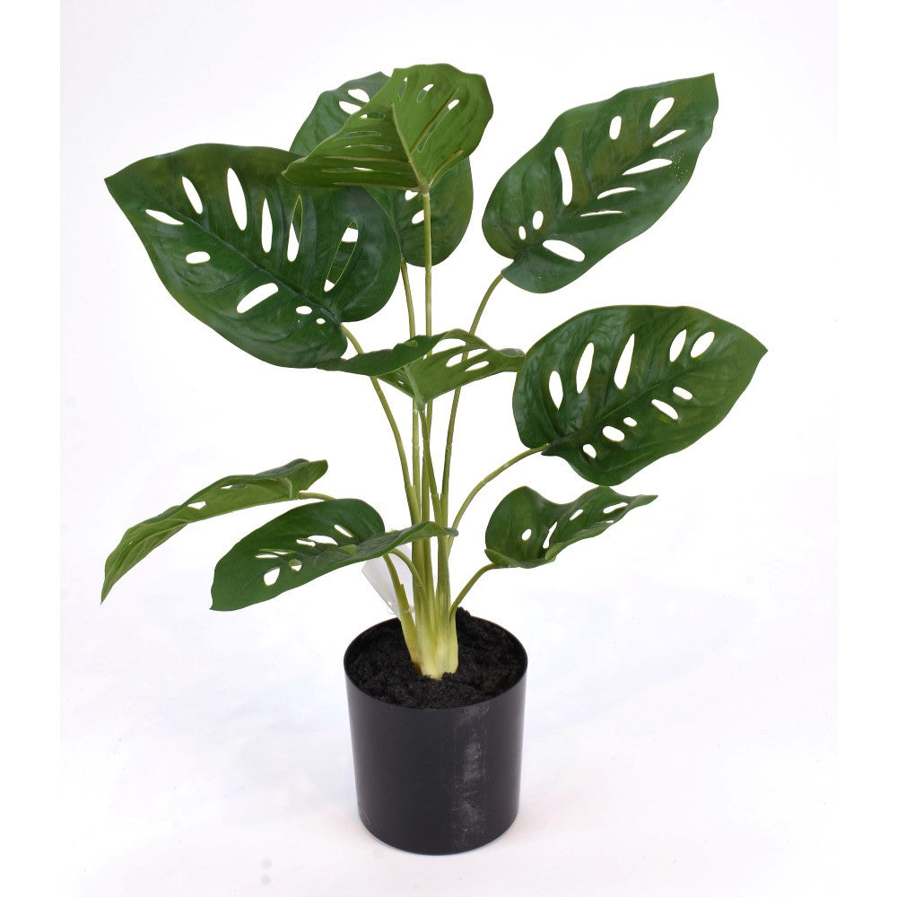 Monstera 19"