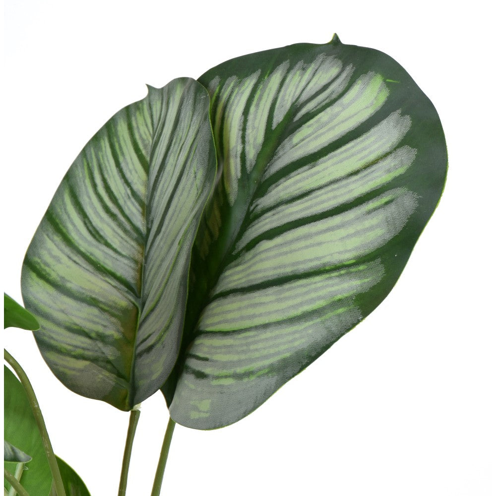 Marantaceae en Maceta 19"