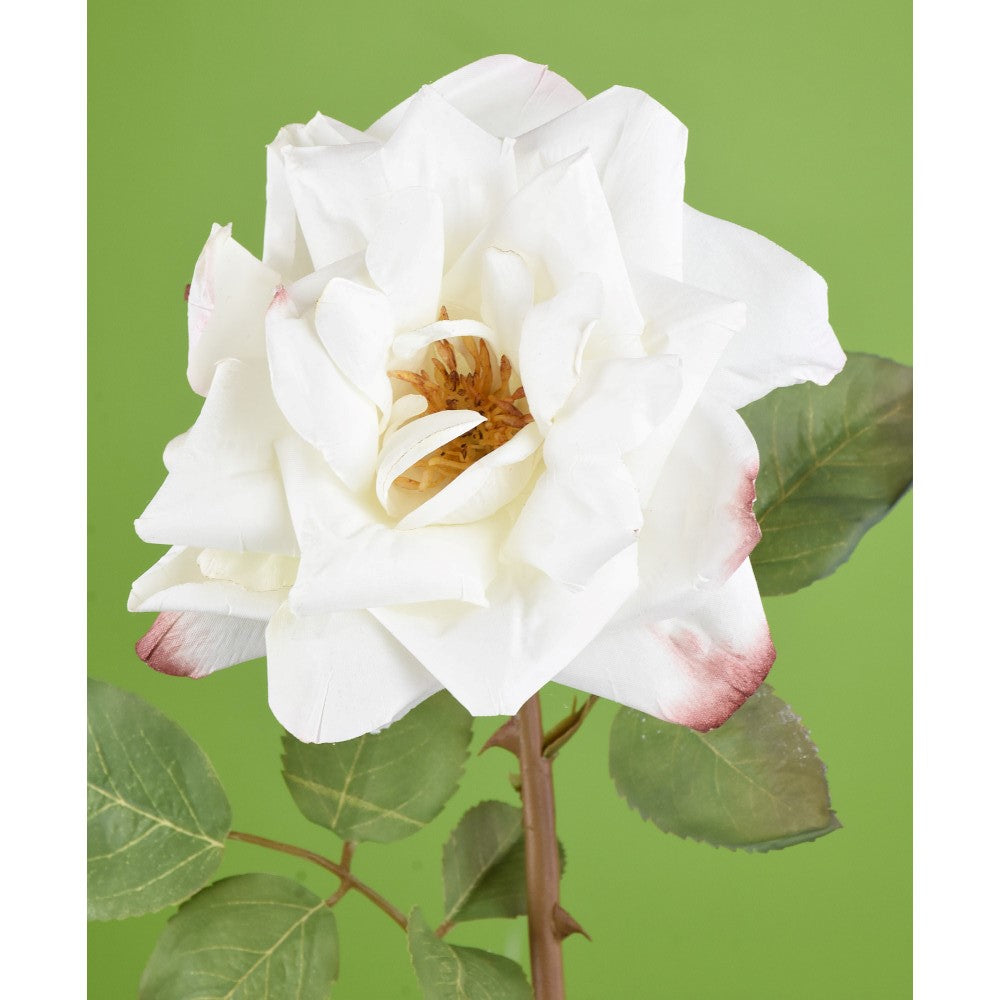 Rosa Blanca Abierta 22"