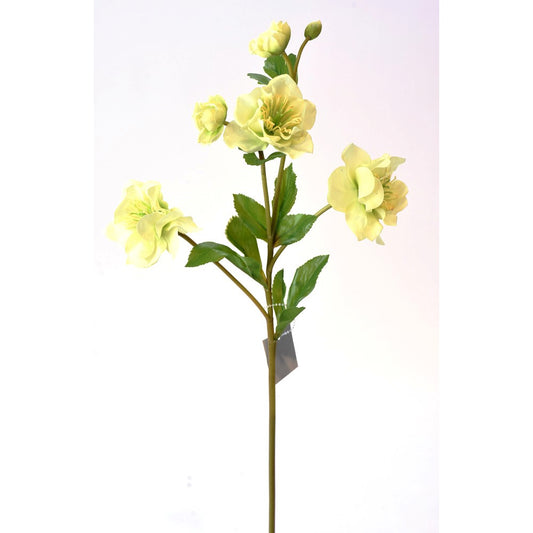 Helleborus Verde Real Touch