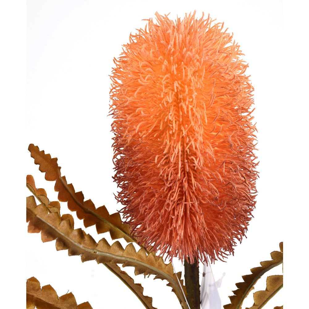 Banksia Naranja